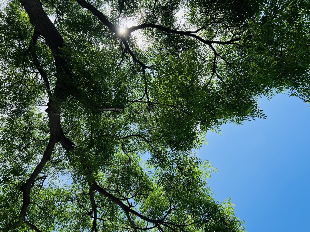 青々とした葉の間からキラキラと漏れ落ちる太陽の光